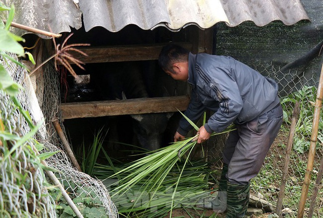 Thời tiết dưới 11 độ, Sa Pa chìm trong giá rét - Ảnh 5.