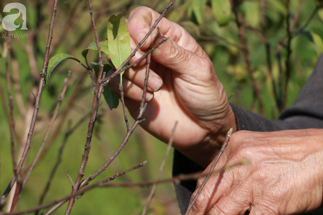 H&agrave; Nội: H&agrave;ng ngh&igrave;n gốc đ&agrave;o biến th&agrave;nh củi kh&ocirc;, người d&acirc;n chua x&oacute;t "giờ ăn bằng g&igrave;, sống bằng g&igrave;"  - Ảnh 9.