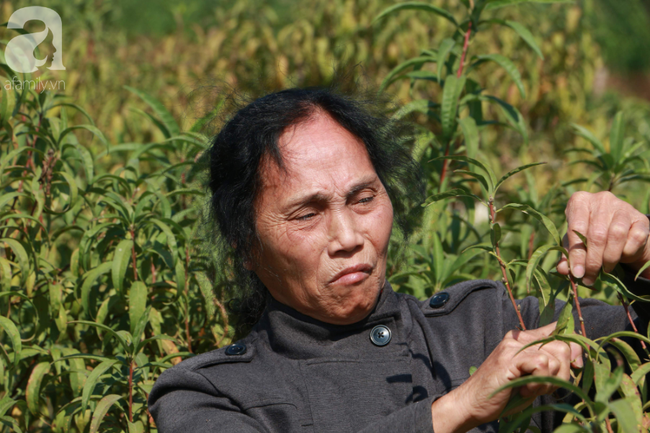 Hà Nội: Hàng nghìn gốc đào biến thành củi khô, người dân chua xót &quot;giờ ăn bằng gì, sống bằng gì&quot;  - Ảnh 8.