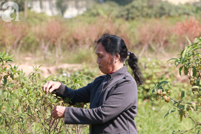 H&agrave; Nội: H&agrave;ng ngh&igrave;n gốc đ&agrave;o biến th&agrave;nh củi kh&ocirc;, người d&acirc;n chua x&oacute;t "giờ ăn bằng g&igrave;, sống bằng g&igrave;"  - Ảnh 7.