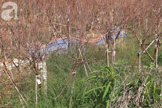 H&agrave; Nội: H&agrave;ng ngh&igrave;n gốc đ&agrave;o biến th&agrave;nh củi kh&ocirc;, người d&acirc;n chua x&oacute;t "giờ ăn bằng g&igrave;, sống bằng g&igrave;"  - Ảnh 6.