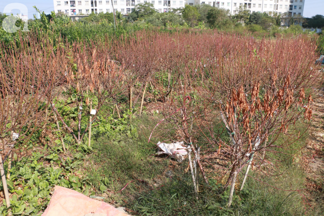 H&agrave; Nội: H&agrave;ng ngh&igrave;n gốc đ&agrave;o biến th&agrave;nh củi kh&ocirc;, người d&acirc;n chua x&oacute;t "giờ ăn bằng g&igrave;, sống bằng g&igrave;"  - Ảnh 2.