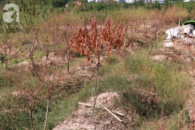 H&agrave; Nội: H&agrave;ng ngh&igrave;n gốc đ&agrave;o biến th&agrave;nh củi kh&ocirc;, người d&acirc;n chua x&oacute;t "giờ ăn bằng g&igrave;, sống bằng g&igrave;"  - Ảnh 10.