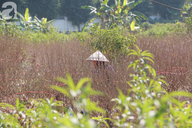 H&agrave; Nội: H&agrave;ng ngh&igrave;n gốc đ&agrave;o biến th&agrave;nh củi kh&ocirc;, người d&acirc;n chua x&oacute;t "giờ ăn bằng g&igrave;, sống bằng g&igrave;"  - Ảnh 11.