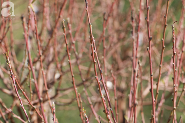 H&agrave; Nội: H&agrave;ng ngh&igrave;n gốc đ&agrave;o biến th&agrave;nh củi kh&ocirc;, người d&acirc;n chua x&oacute;t "giờ ăn bằng g&igrave;, sống bằng g&igrave;"  - Ảnh 12.