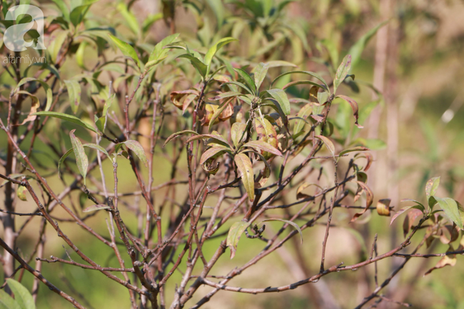 H&agrave; Nội: H&agrave;ng ngh&igrave;n gốc đ&agrave;o biến th&agrave;nh củi kh&ocirc;, người d&acirc;n chua x&oacute;t "giờ ăn bằng g&igrave;, sống bằng g&igrave;"  - Ảnh 13.