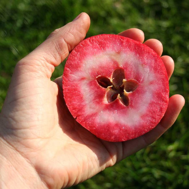 Chị em phấn khích với giống táo vỏ đỏ, ruột cũng đỏ mà lại không phải là quả biến đổi gen - Ảnh 2.