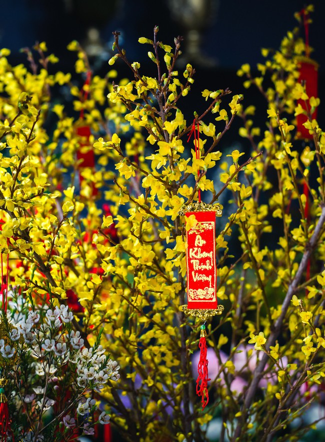 Ngắm các loài hoa nhập khẩu độc lạ, xinh xắn khiến đại gia Hà Nội sẵn sàng chi hàng chục triệu về chơi Tết - Ảnh 7.