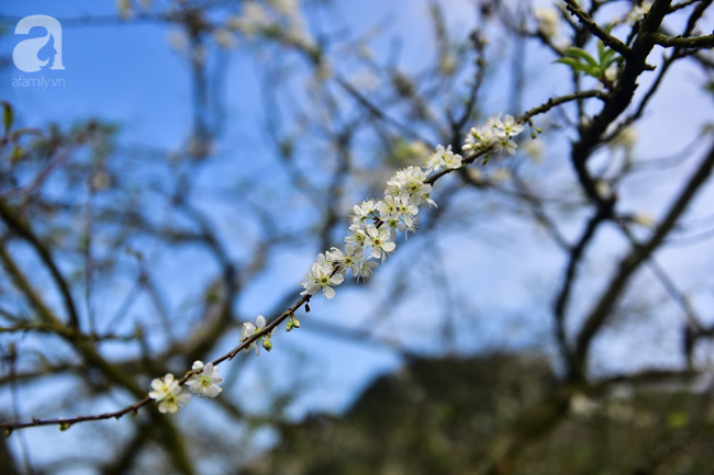 Ngược lên Mộc Châu tháng hai mùa xuân, ngắm hoa mận nở trắng trời - Ảnh 13.