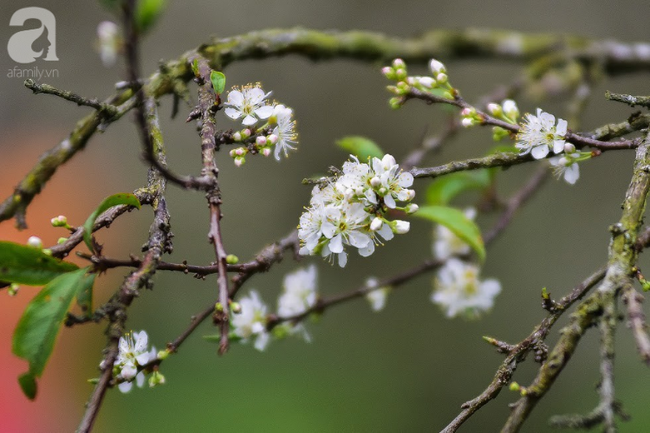 Ngược lên Mộc Châu tháng hai mùa xuân, ngắm hoa mận nở trắng trời - Ảnh 4.