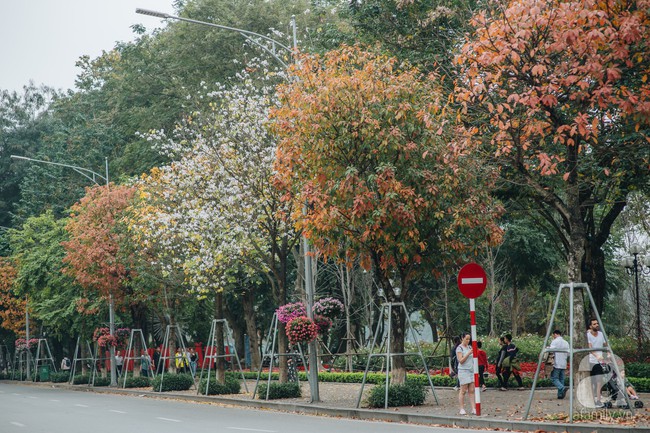 Hà Nội những ngày thay lá: Mùa xuân mang hương sắc mùa thu và tình ơi là tình - Ảnh 1.