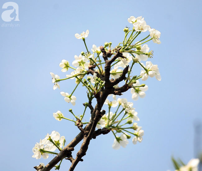 Hà Nội: Hàng nghìn cành lê trắng nở rợp trời, tiểu thương hét giá lên đến 15 triệu dịp Rằm tháng Giêng - Ảnh 7.