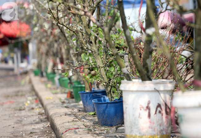 Hà Nội: Hàng nghìn cành lê trắng nở rợp trời, tiểu thương hét giá lên đến 15 triệu dịp Rằm tháng Giêng - Ảnh 5.