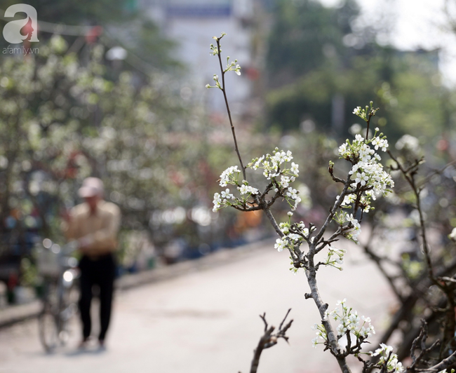 Hà Nội: Hàng nghìn cành lê trắng nở rợp trời, tiểu thương hét giá lên đến 15 triệu dịp Rằm tháng Giêng - Ảnh 6.