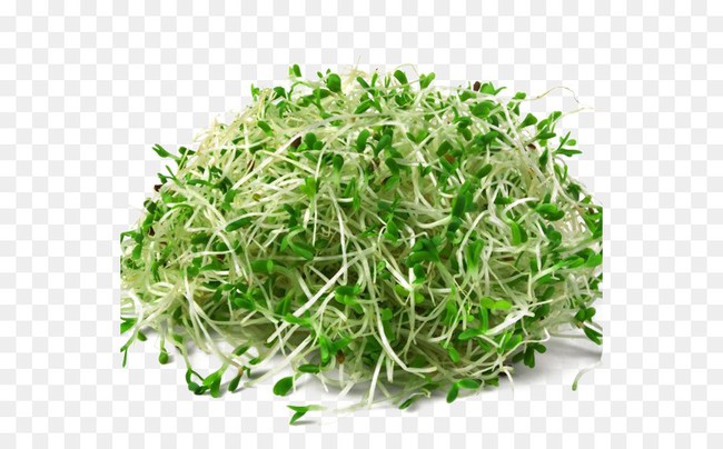 Lợi ích sức khỏe tuyệt vời của cỏ linh lăng, từ thúc đẩy giảm cân đến cải thiện quá trình tiêu hóa - Ảnh 2.