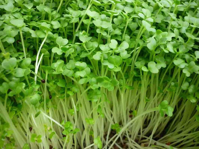 Lợi ích sức khỏe tuyệt vời của cỏ linh lăng, từ thúc đẩy giảm cân đến cải thiện quá trình tiêu hóa - Ảnh 4.