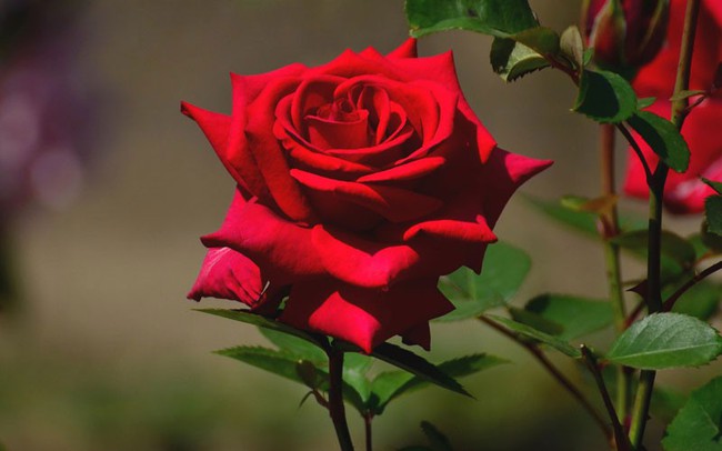 Hoa hồng không chỉ để cho đẹp nhà đẹp cửa, bạn còn có thể làm thuốc chữa bệnh, dưỡng da mịn đẹp - Ảnh 2.