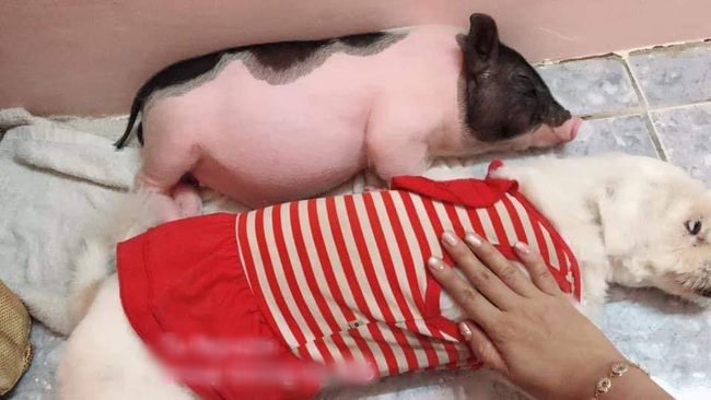 Mua lợn cảnh mini làm thú cưng, chị gái mát tay vỗ béo lớn nhanh không ngừng, nhìn mặt nó ai cũng buồn cười - Ảnh 2.
