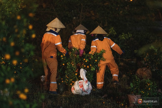 Tối 30 Tết, tiểu thương Hà Nội đập nát gốc quất, nhờ công nhân môi trường đem đốt chứ không muốn bán rẻ - Ảnh 16.