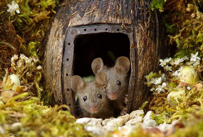 Thấy chuột chạy lăng quăng trong vườn, chàng nhiếp ảnh gia không tóm gọn mà làm một việc kéo cả làng chuột đến ở - Ảnh 1.