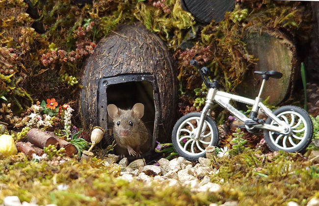Thấy chuột chạy lăng quăng trong vườn, chàng nhiếp ảnh gia không tóm gọn mà làm một việc kéo cả làng chuột đến ở - Ảnh 12.