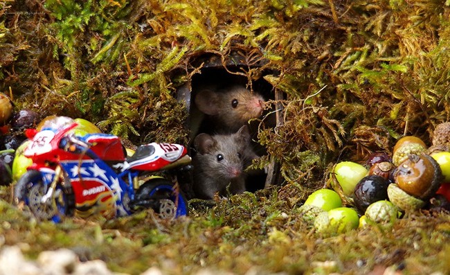 Thấy chuột chạy lăng quăng trong vườn, chàng nhiếp ảnh gia không tóm gọn mà làm một việc kéo cả làng chuột đến ở - Ảnh 10.
