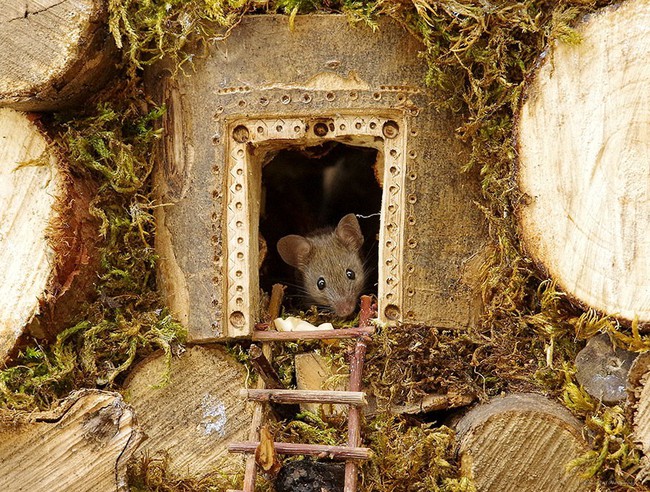 Thấy chuột chạy lăng quăng trong vườn, chàng nhiếp ảnh gia không tóm gọn mà làm một việc kéo cả làng chuột đến ở - Ảnh 4.
