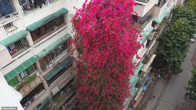 Choáng ngợp cây hoa giấy khổng lồ gần 30 tuổi chảy dài như thác nước phủ kín tòa nhà 9 tầng, trở thành tâm điểm hút khách du lịch - Ảnh 1.