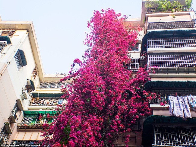Choáng ngợp cây hoa giấy khổng lồ gần 30 tuổi chảy dài như thác nước phủ kín tòa nhà 9 tầng, trở thành tâm điểm hút khách du lịch - Ảnh 8.