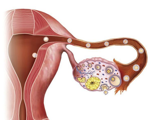 Những vấn đề chị em phụ nữ cần biết về buồng trứng - Ảnh 4.