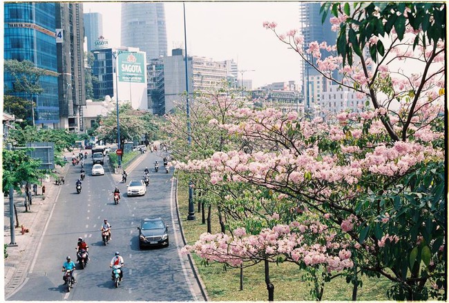Ngỡ ngàng với loạt ảnh chụp hoa kèn hồng bung nở sớm tại Sài Gòn - Ảnh 1.
