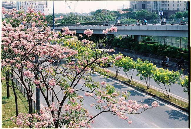 Ngỡ ngàng với loạt ảnh chụp hoa kèn hồng bung nở sớm tại Sài Gòn - Ảnh 3.