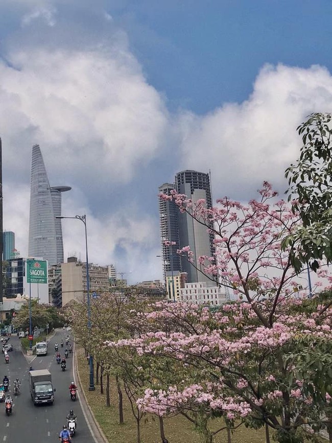 Ngỡ ngàng với loạt ảnh chụp hoa kèn hồng bung nở sớm tại Sài Gòn - Ảnh 4.