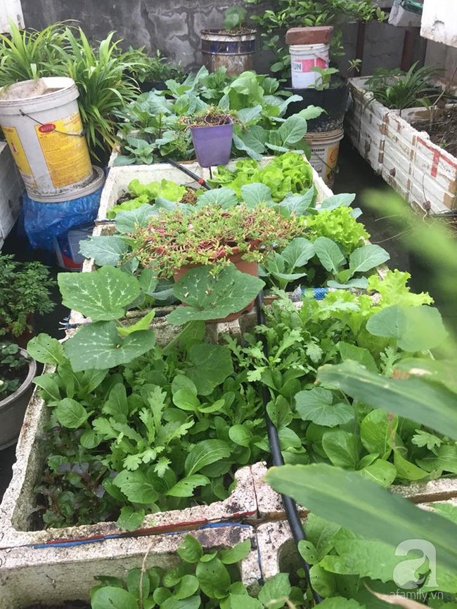 Mẹ đảm ba con trồng rau trên mái, cả nhà quanh năm không lo thiếu thực phẩm sạch ở Hà Nội - Ảnh 2.