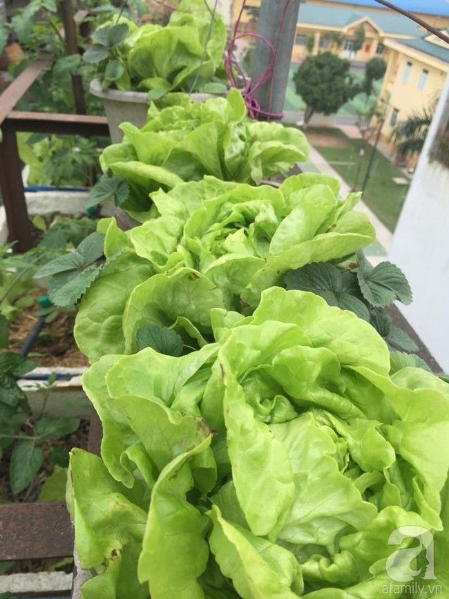 Mẹ đảm ba con trồng rau trên mái, cả nhà quanh năm không lo thiếu thực phẩm sạch ở Hà Nội - Ảnh 18.