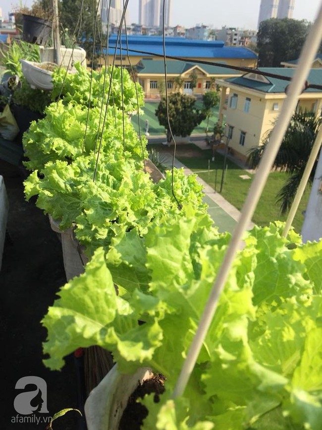 Mẹ đảm ba con trồng rau trên mái, cả nhà quanh năm không lo thiếu thực phẩm sạch ở Hà Nội - Ảnh 17.