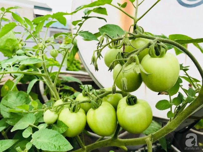 Mẹ đảm ba con trồng rau trên mái, cả nhà quanh năm không lo thiếu thực phẩm sạch ở Hà Nội - Ảnh 8.