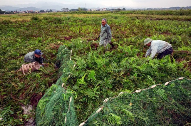 Thịt chuột Việt Nam: Sản lượng 2 triệu USD/năm chỉ tính riêng ĐBSCL, lên báo Mỹ và được khen ngon như phô mai que - Ảnh 1.