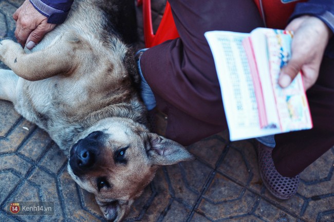 Câu chuyện đáng yêu của người phụ nữ bán vé số và chú chó lang thang ở Đà Lạt - Ảnh 5.