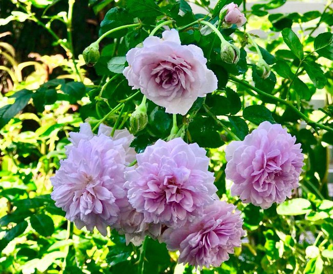 Vườn hồng với đủ loại hồng cổ, hồng ngoại khoe sắc trong biệt thự của MC Quyền Linh - Ảnh 21.