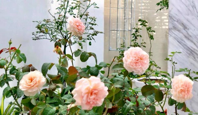 Vườn hồng với đủ loại hồng cổ, hồng ngoại khoe sắc trong biệt thự của MC Quyền Linh - Ảnh 19.