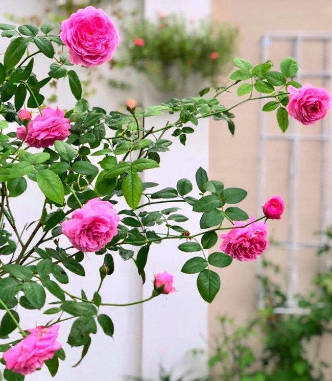 Vườn hồng với đủ loại hồng cổ, hồng ngoại khoe sắc trong biệt thự của MC Quyền Linh - Ảnh 17.