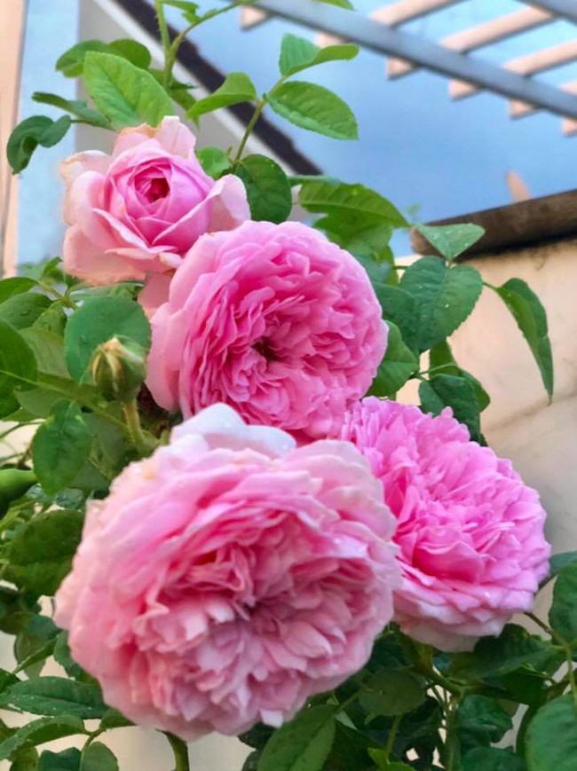 Vườn hồng với đủ loại hồng cổ, hồng ngoại khoe sắc trong biệt thự của MC Quyền Linh - Ảnh 16.