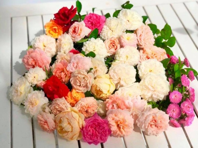 Vườn hồng với đủ loại hồng cổ, hồng ngoại khoe sắc trong biệt thự của MC Quyền Linh - Ảnh 13.