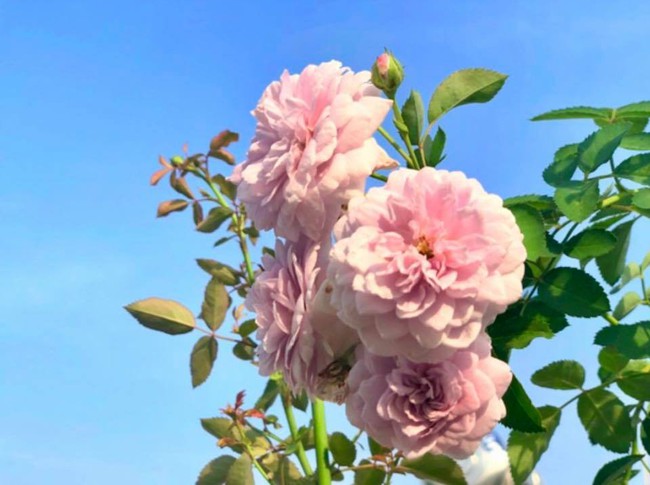 Vườn hồng với đủ loại hồng cổ, hồng ngoại khoe sắc trong biệt thự của MC Quyền Linh - Ảnh 12.