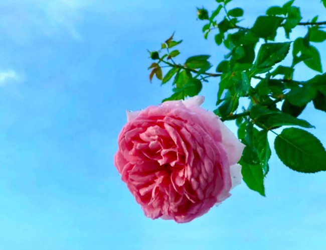 Vườn hồng với đủ loại hồng cổ, hồng ngoại khoe sắc trong biệt thự của MC Quyền Linh - Ảnh 8.