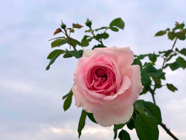 Vườn hồng với đủ loại hồng cổ, hồng ngoại khoe sắc trong biệt thự của MC Quyền Linh - Ảnh 7.