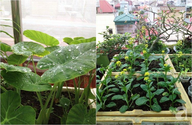 Khu vườn đủ loại rau xanh, trái ngọt không khác gì một trang trại thu nhỏ trên sân thượng của bà mẹ hai con ở Hải Phòng - Ảnh 10.