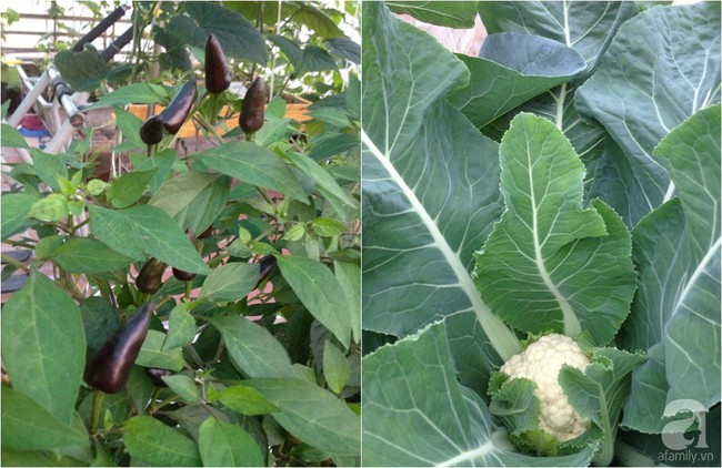 Khu vườn đủ loại rau xanh, trái ngọt không khác gì một trang trại thu nhỏ trên sân thượng của bà mẹ hai con ở Hải Phòng - Ảnh 23.