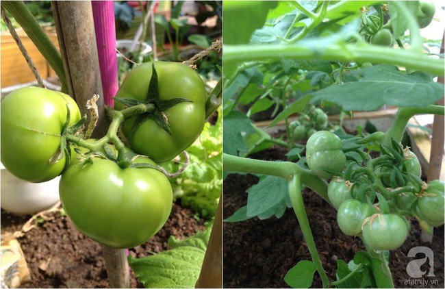 Khu vườn đủ loại rau xanh, trái ngọt không khác gì một trang trại thu nhỏ trên sân thượng của bà mẹ hai con ở Hải Phòng - Ảnh 24.